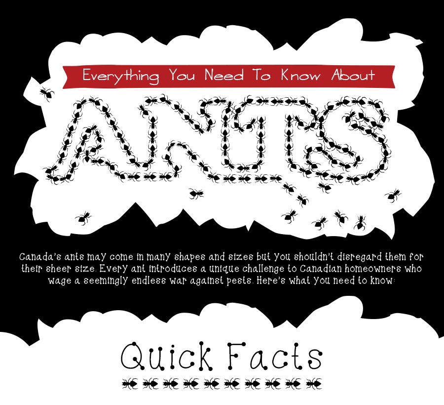 ants infographic