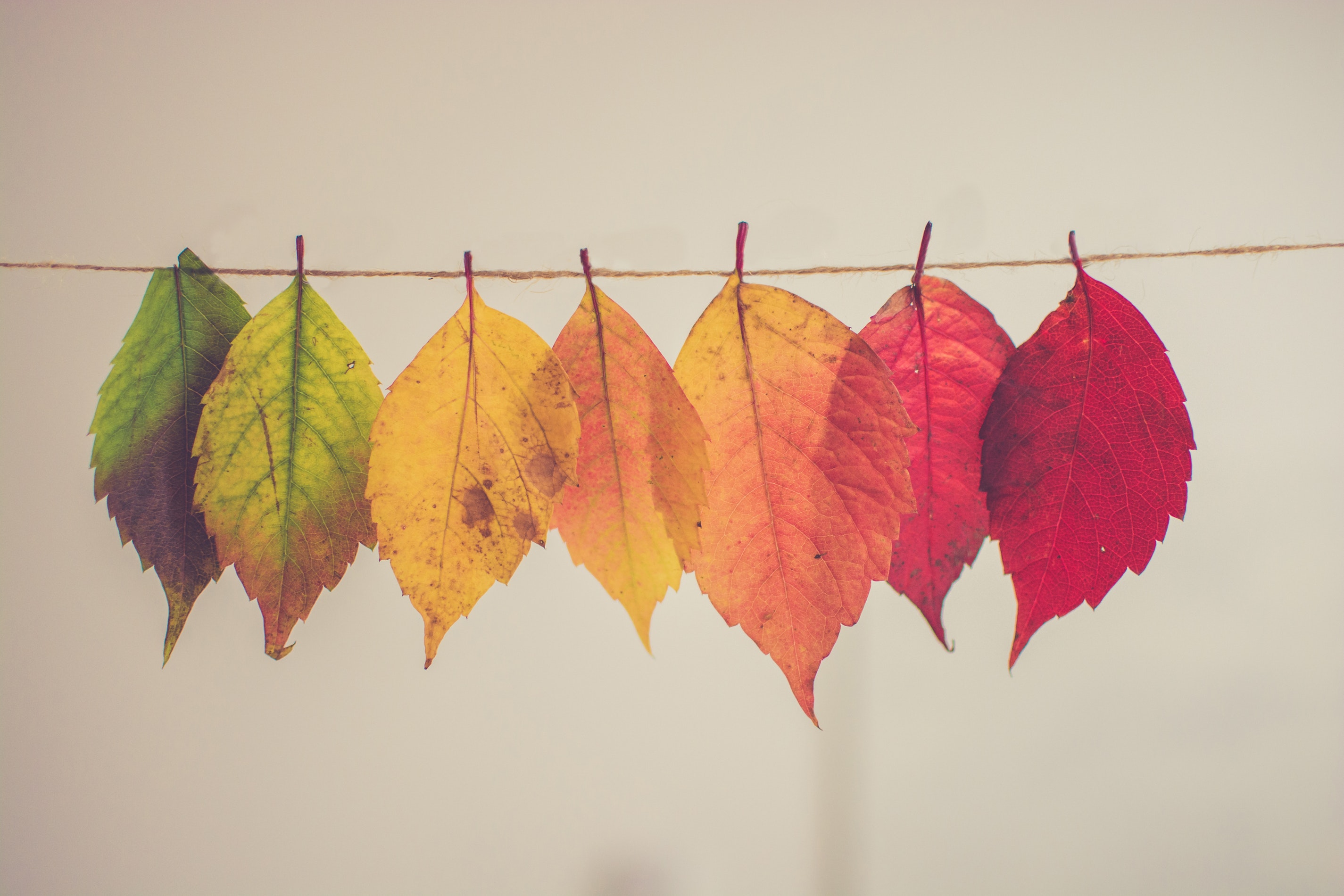 15+ Fall Background Ideas, Examples & Inspiration - Daily Design